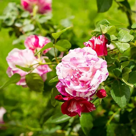 Asteri * Kalamákion